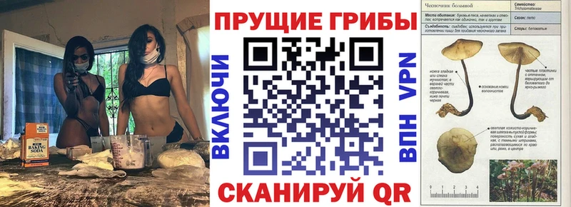 Псилоцибиновые грибы Psilocybe  Грайворон 